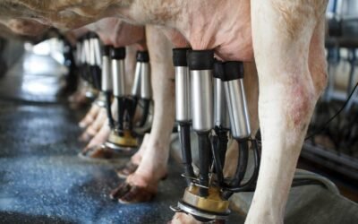La producción de leche —ya sea por vaca o por rebaño— está sujeta a varios factores que pueden afectar su productividad.