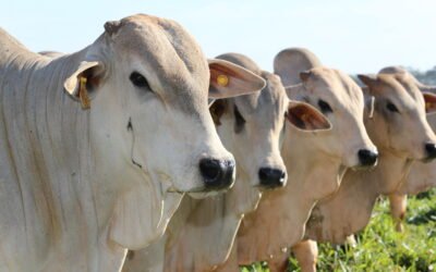 SIAP en Paraguay: cómo el nuevo Sistema de Identificación Animal fortalece la trazabilidad y abre mercados para la carne bovina