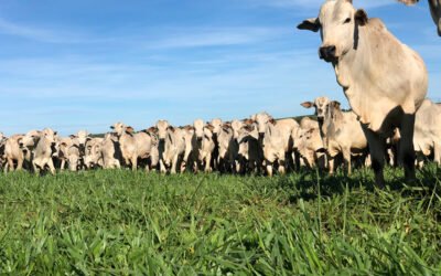 Invertir en genética y nutrición: el camino hacia una ganadería más rentable en Paraguay