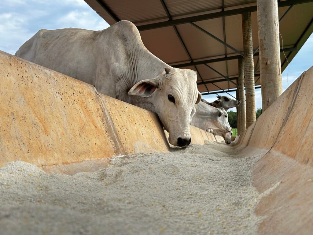 Inversiones en genética y nutrición animal en Paraguay