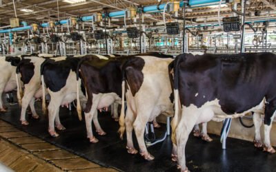 5 indicadores para evaluar y monitorear la CCS de la leche en tu estancia 