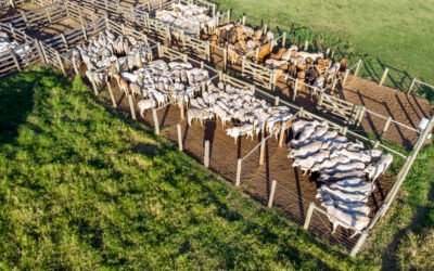 Nutrición para Ganado en Confinamiento: Guía Completa para Productores de Carne en Paraguay