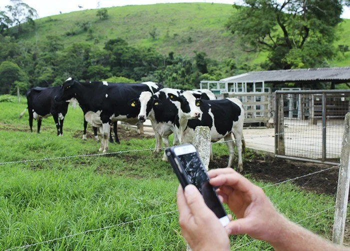 Productores lecheros paraguayos utilizan aplicaciones móviles y software para mejorar la productividad y controlar el ganado en tiempo real.