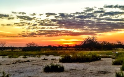 Modelo de producción ganador en el chaco paraguayo: integración sostenible e innovador