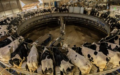 Del pasto al dato: cómo la IA, el IoT y la nutrición de precisión están transformando la ganadería