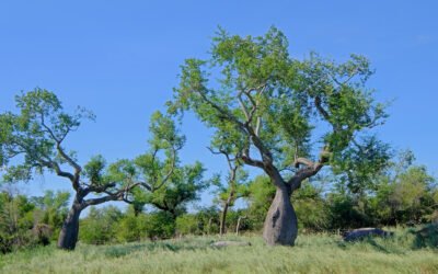 Ganadería en el Chaco paraguayo: principales desafíos y cómo superarlos 