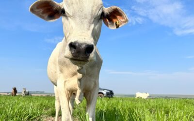 Reducción de Márgenes e Intensificación de la Producción en Paraguay