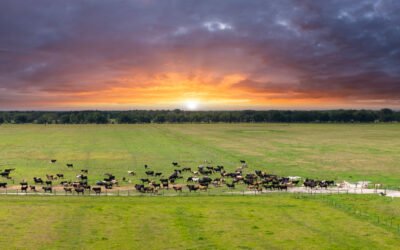 Producir con inteligencia: el nuevo escenario de la ganadería de carne 