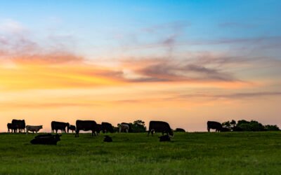 La Nueva Era de la Gestión del Ganado de Carne en Paraguay: Tendencias e Innovaciones para 2026 