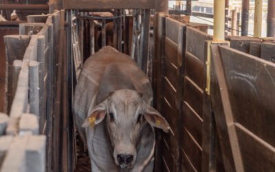 Digitalización en el confinamiento paraguayo: más control, menos pérdidas y decisiones más seguras