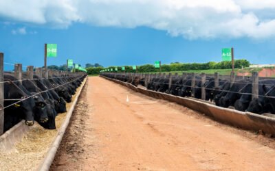 Trazabilidad y control individual del rodeo: modernice su establecimiento con tecnología