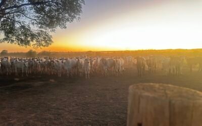 Confinamiento en verano: qué ajustar para no perder dinero con el calor y las lluvias