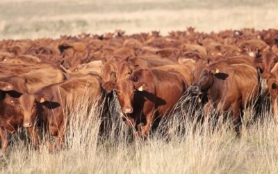 Tecnologías disruptivas en la ganadería de carne: sensores, big data y trazabilidad para alto desempeño