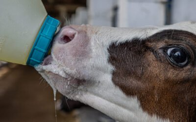 Calostro de calidad: la inversión que transforma el resultado del hato 