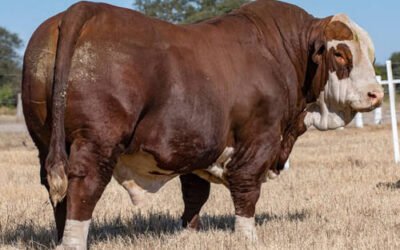 Cuando los datos se convierten en estrategia: Lore™ detrás de un caso de éxito en la ganadería de carne