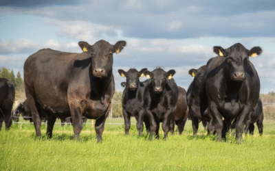 Bienestar animal en la ganadería: ¿sabes interpretar las señales de tu rebaño? 