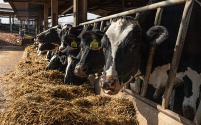 La importancia del manejo del período de transición en las vacas lecheras