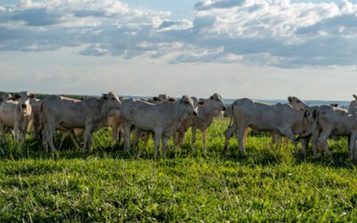 Cómo reducir pérdidas en la ganadería de carne con una rutina realmente visible