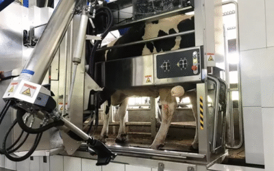 Ordeño robótico: entienda cómo la tecnología transforma la rutina de la finca