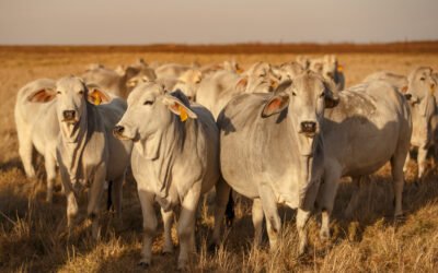Estrategia productiva que genera rentabilidad: de la planificación a la ejecución con indicadores guía