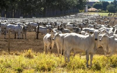Escala de heces en bovinos: cómo garantizar la salud del rodeo