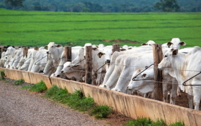 Nuevo FarmTell® Beef: la evolución del software de gestión para feedlot en la Ganadería de Precisión