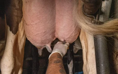 Descubra cómo prevenir la mastitis y proteger la calidad de la leche