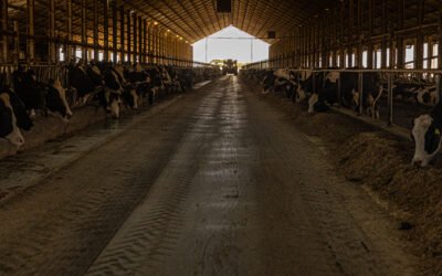 Cómo FarmTell® Milk puede transformar su finca