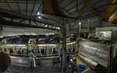 Cómo FarmTell® Milk puede transformar tu consultoría a través de la toma de decisiones