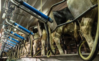 Biomarcadores en la leche: qué revelan sobre la salud y la productividad del hato