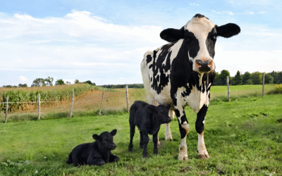 Beef-on-dairy: realidad en EE. UU. y oportunidades para América Latina