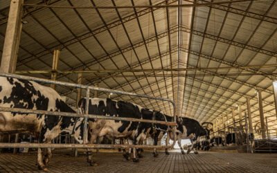 Compost barn en ganadería lechera: cómo mejora el confort y la productividad del hato