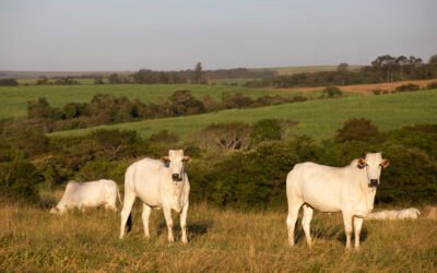 Impacto de la época seca en la ganadería de carne en Paraguay: cómo ajustar manejo, gestión y productividad