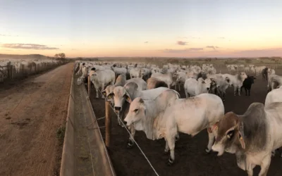 FarmTell® Beef vs planillas: por qué la gestión manual puede costar caro en el feedlot 