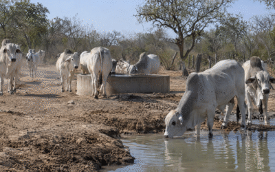 Manejo del rodeo en la seca del Chaco: agua, forraje y desempeño 