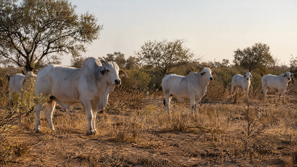 Manejo del rodeo en la seca del Chaco: cómo sostener el desempeño